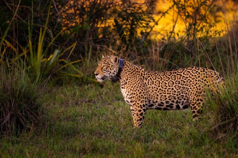 108 Zuid Pantanal, jaguar.jpg